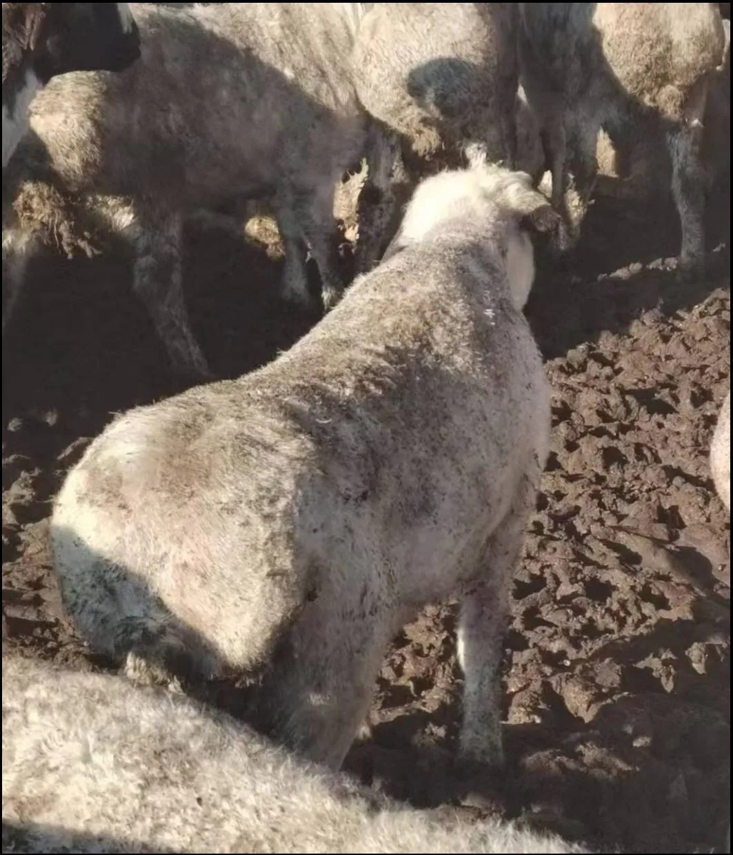 河北定州唐县肉羊养殖试验