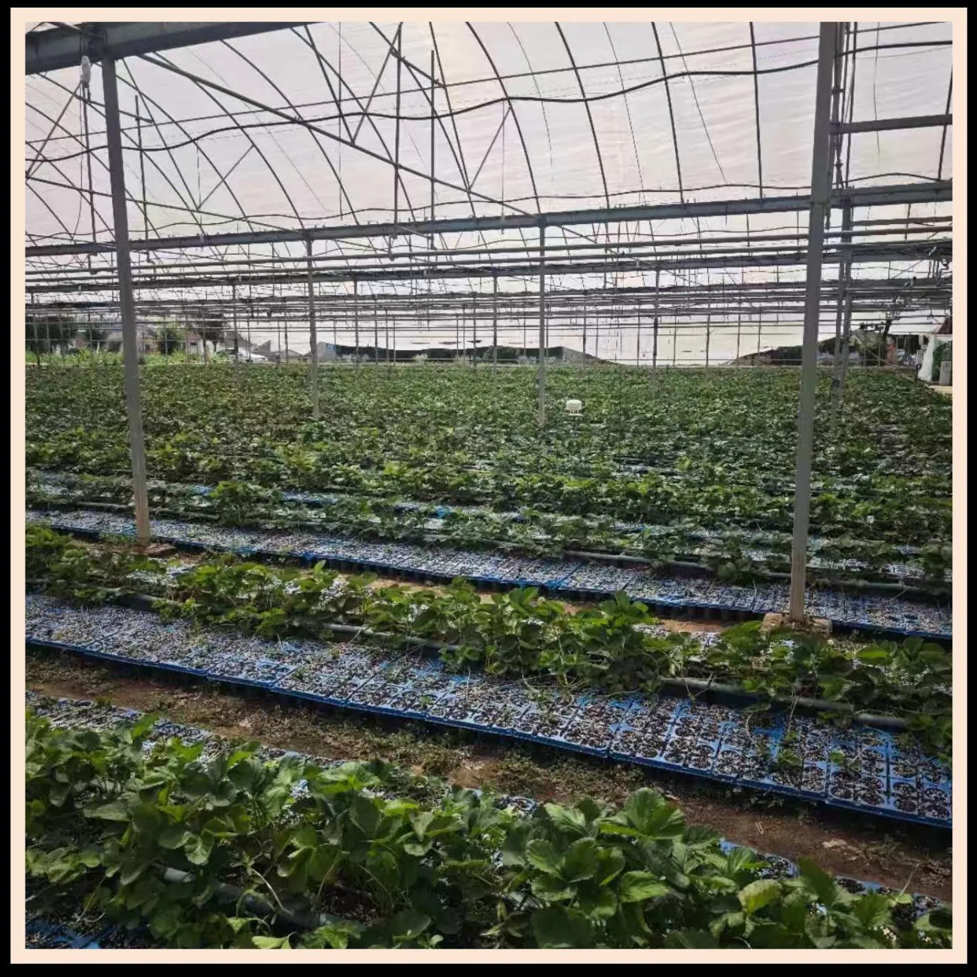 宁夏华硕高端草莓种植基地试验
