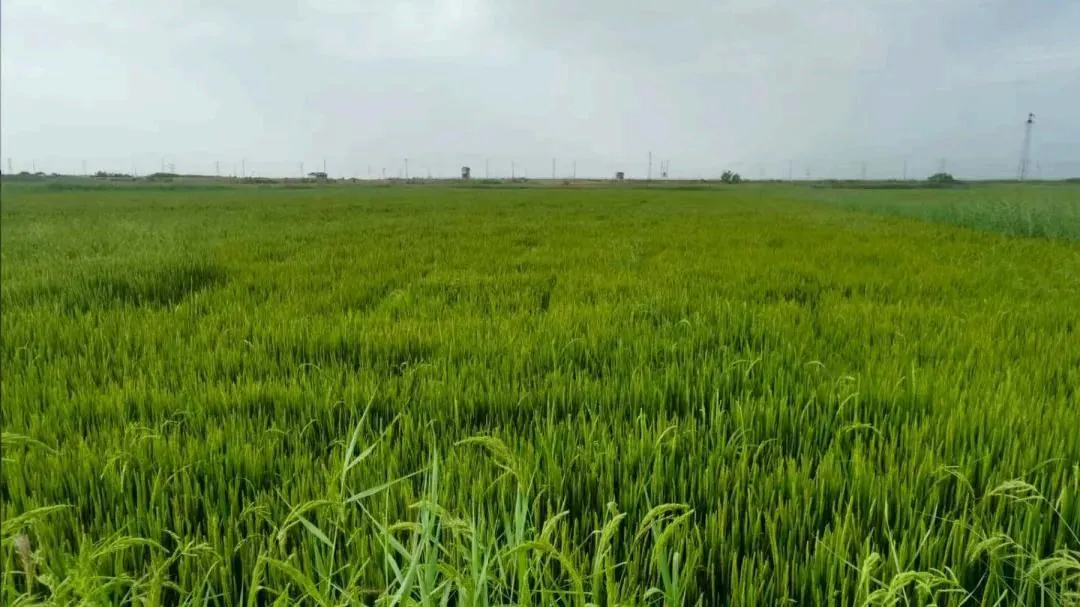 前进农场水稻种植试验