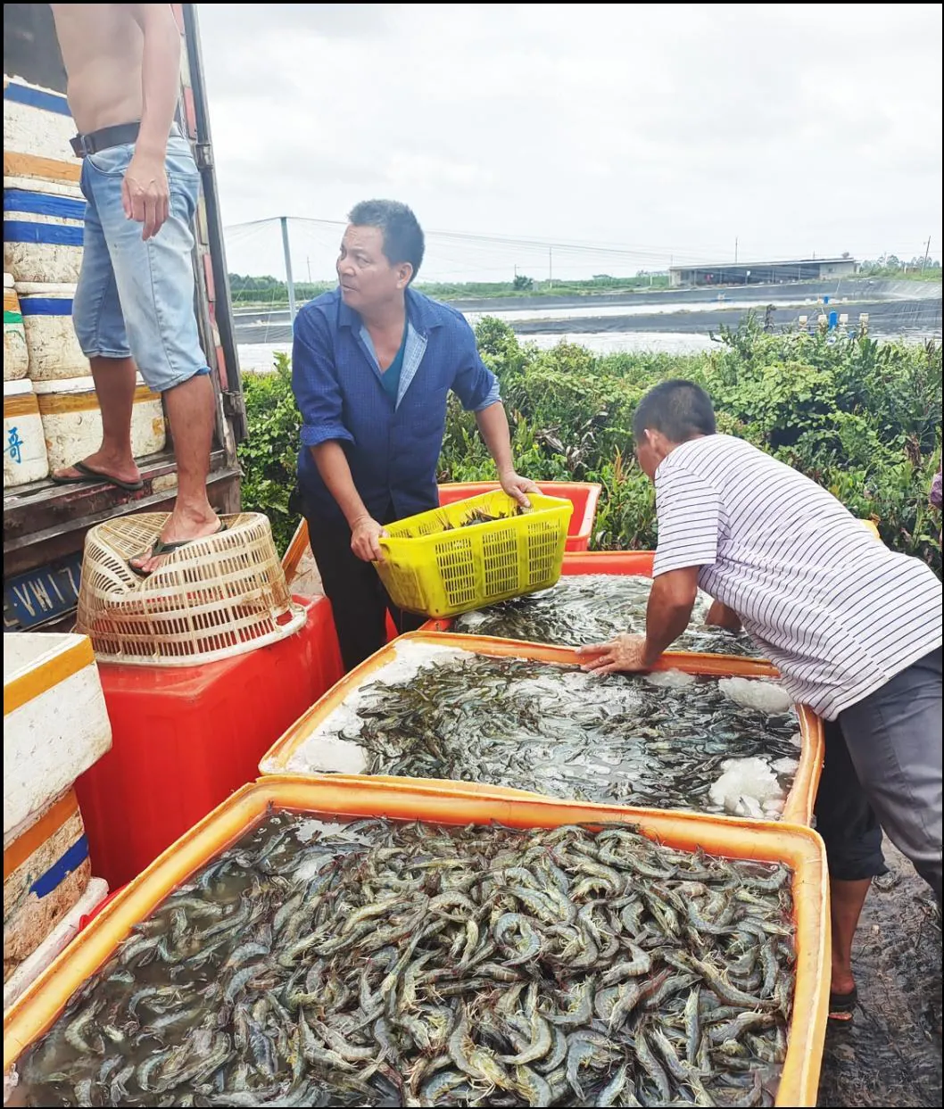 广西北海斑节虾养殖试验