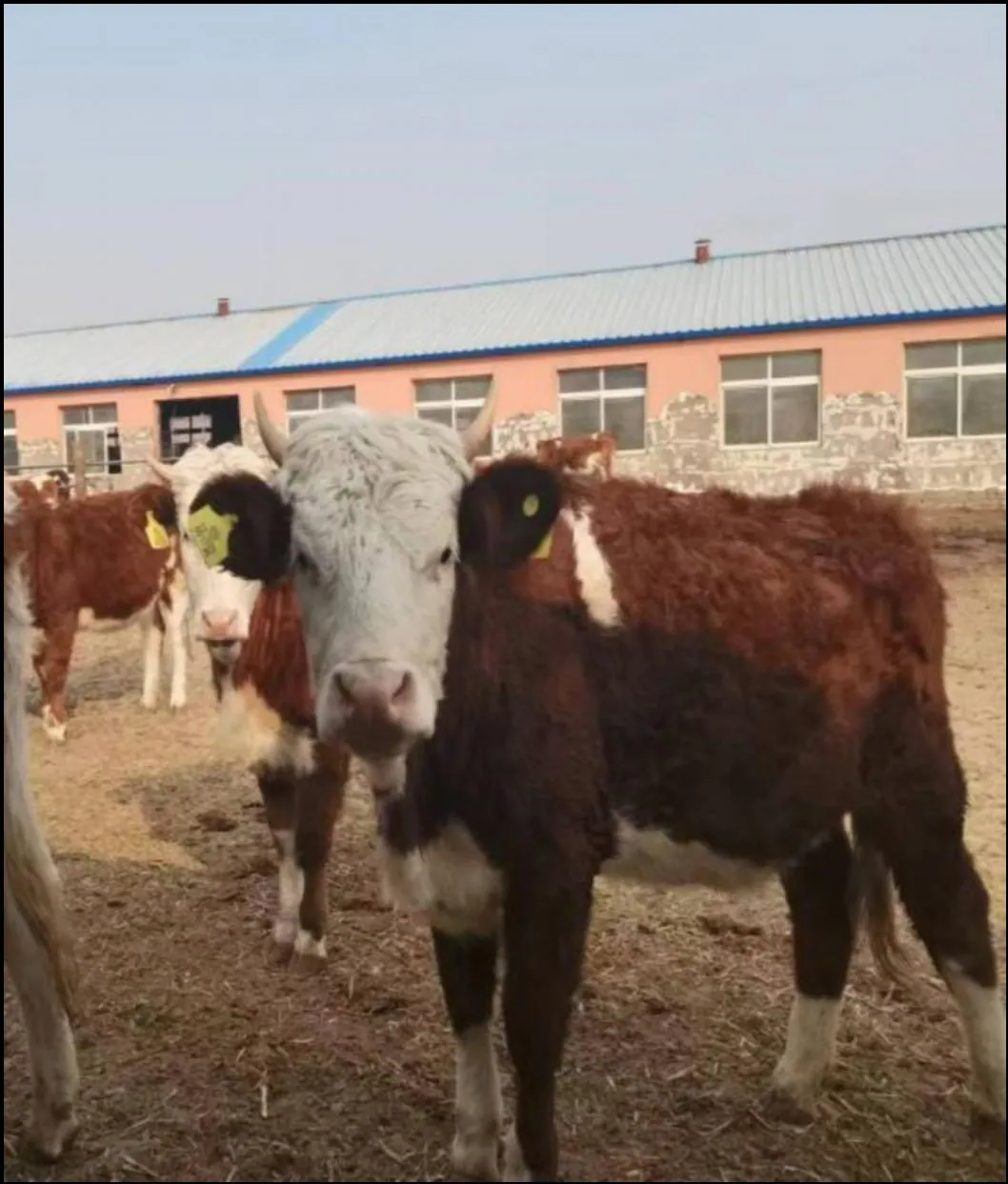 内蒙古通辽市肉牛养殖试验