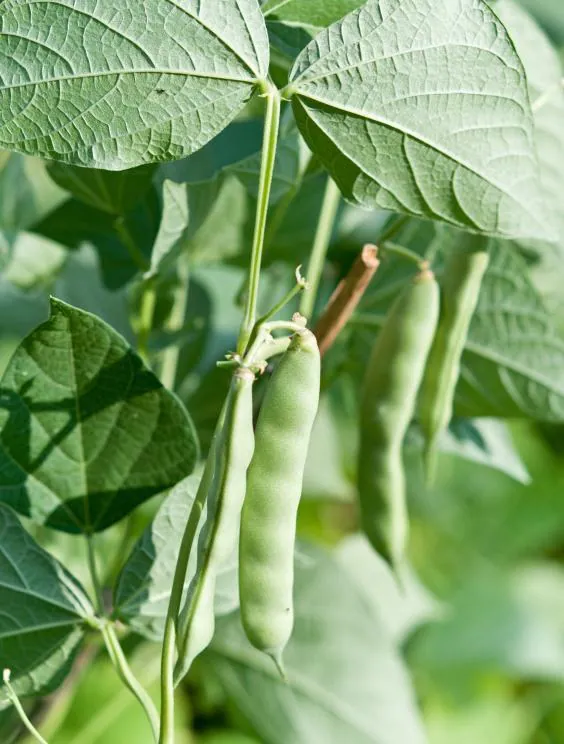 宁夏攀宝良渠梢梅豆种植试验