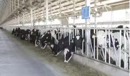 揭秘沸石：让您的养牛事业焕发新活力