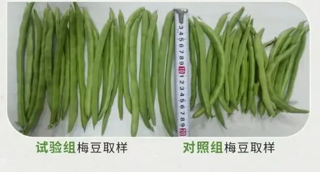 良渠梢豆角试验：小品种里藏着的农业科技大文章