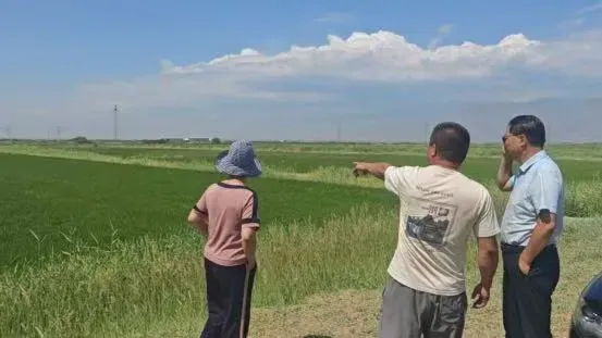 宁夏攀宝沸石生物科技有限公司前进农场水稻种植试验