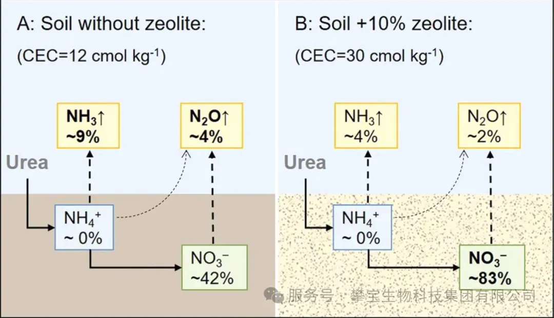 天然沸石提升土壤阳离子交换能力：减少氮排放、改善硝酸盐保留的新证据