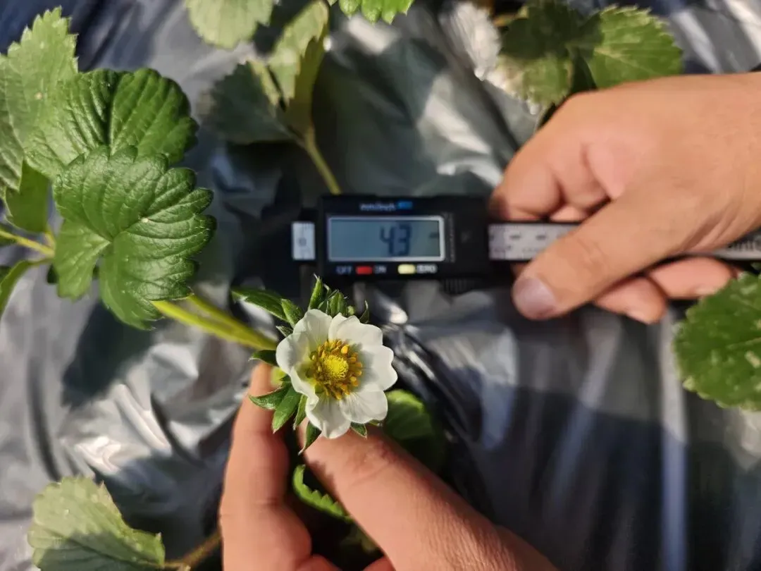 攀宝案例 | 金奖草莓怎么种出来的？宁夏全周期试验：矿物质有机肥打底，品质“稳”上去