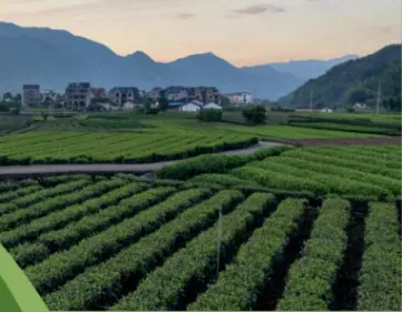 健康的土壤是根本——攀宝生物矿物质有机肥让地力更稳、果蔬更香