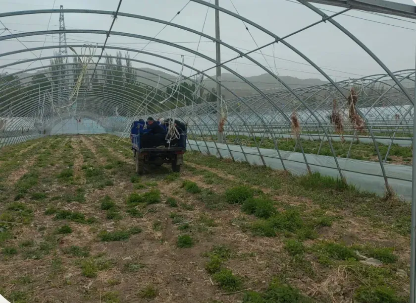 案例追踪——攀宝生物沸石有机肥，助力宁夏辣椒大增产