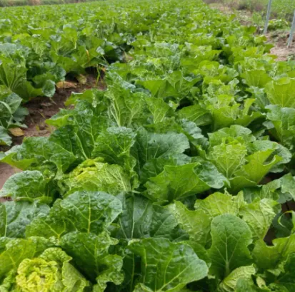 案例追踪——攀宝生物沸石有机肥，助力宁夏白菜高产提质