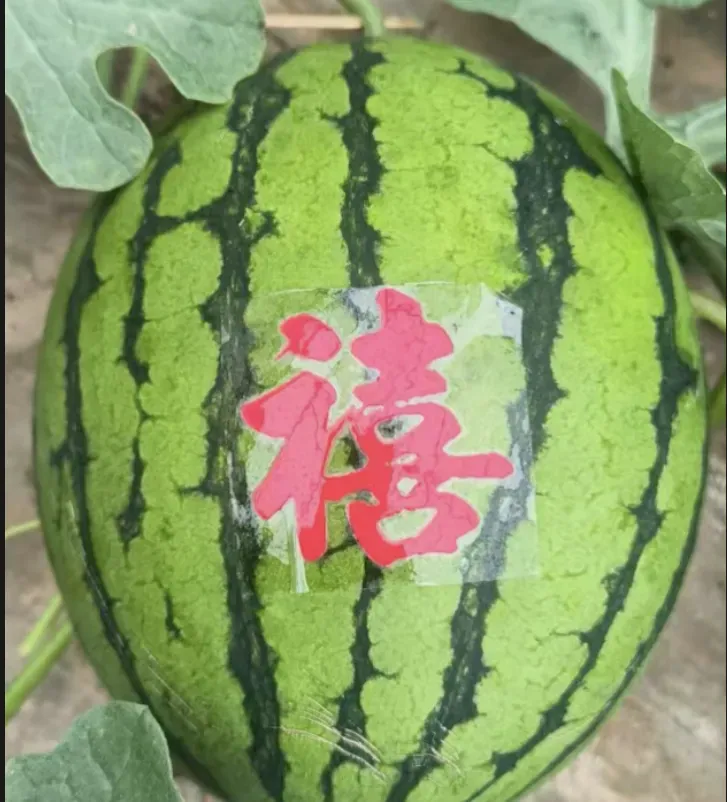 攀宝案例 | 那些关于西瓜的谣言：小时候的西瓜更甜，所以更安全吗？