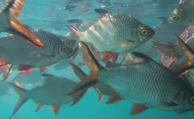 攀宝热点 | 不升级就出局！国际新标准已出，水产养殖行业要“重新洗牌”了！
