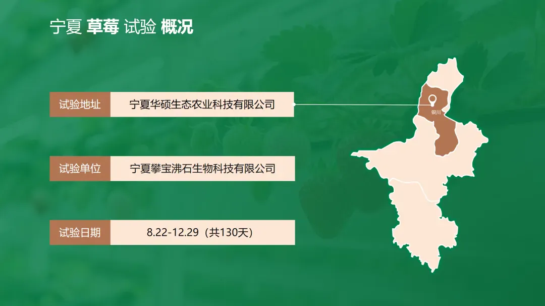 攀宝案例 | 金奖草莓怎么种出来的?宁夏全周期试验:矿物质有机肥打底,品质“稳”上去