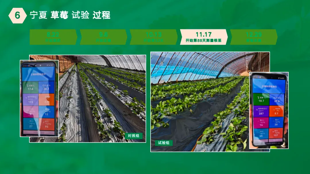 攀宝案例 | 金奖草莓怎么种出来的?宁夏全周期试验:矿物质有机肥打底,品质“稳”上去