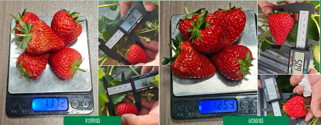 攀宝案例 | 金奖草莓怎么种出来的?宁夏全周期试验:矿物质有机肥打底,品质“稳”上去