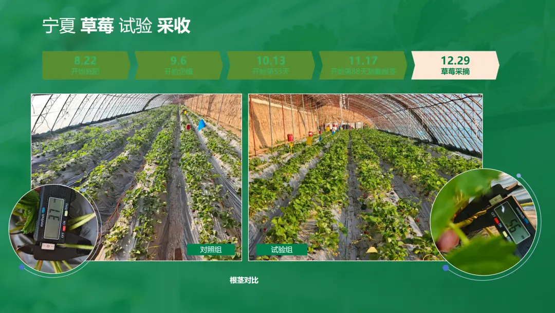 攀宝案例 | 金奖草莓怎么种出来的?宁夏全周期试验:矿物质有机肥打底,品质“稳”上去