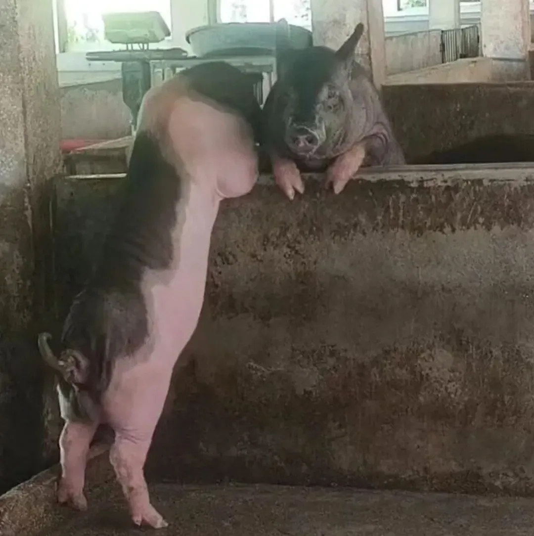攀宝动态 | 从“臭味难除”到“生态养殖”:攀宝多效生物复合酶助力猪场实现环境升级与绿色循环