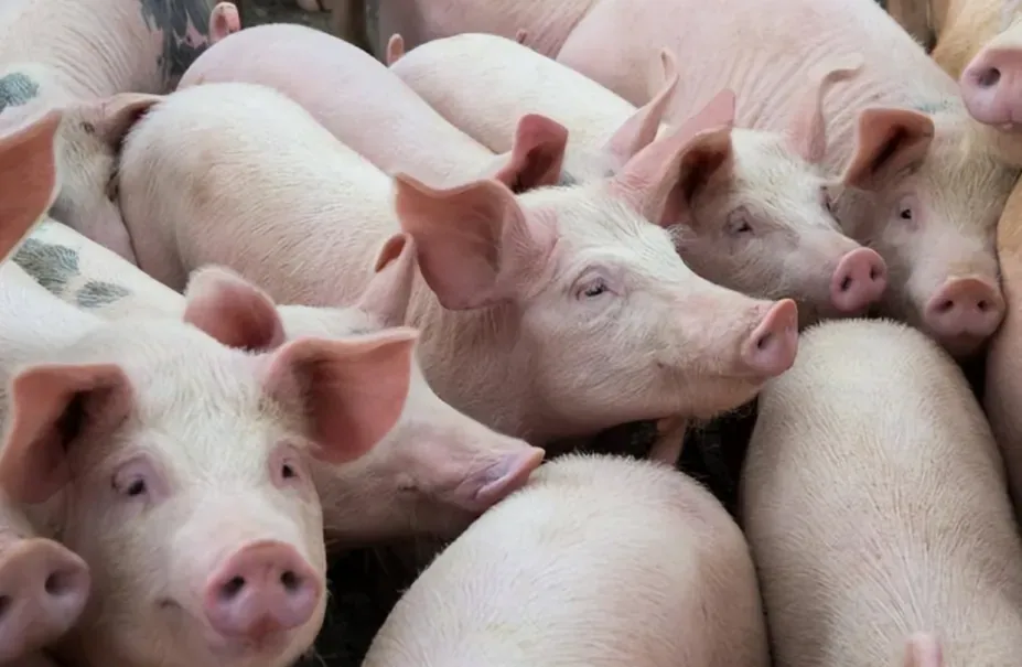 攀宝动态 | 从“臭味难除”到“生态养殖”:攀宝多效生物复合酶助力猪场实现环境升级与绿色循环
