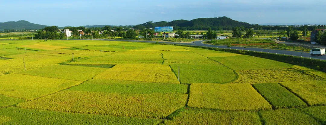 健康的土壤是根本——攀宝生物矿物质有机肥让地力更稳、果蔬更香