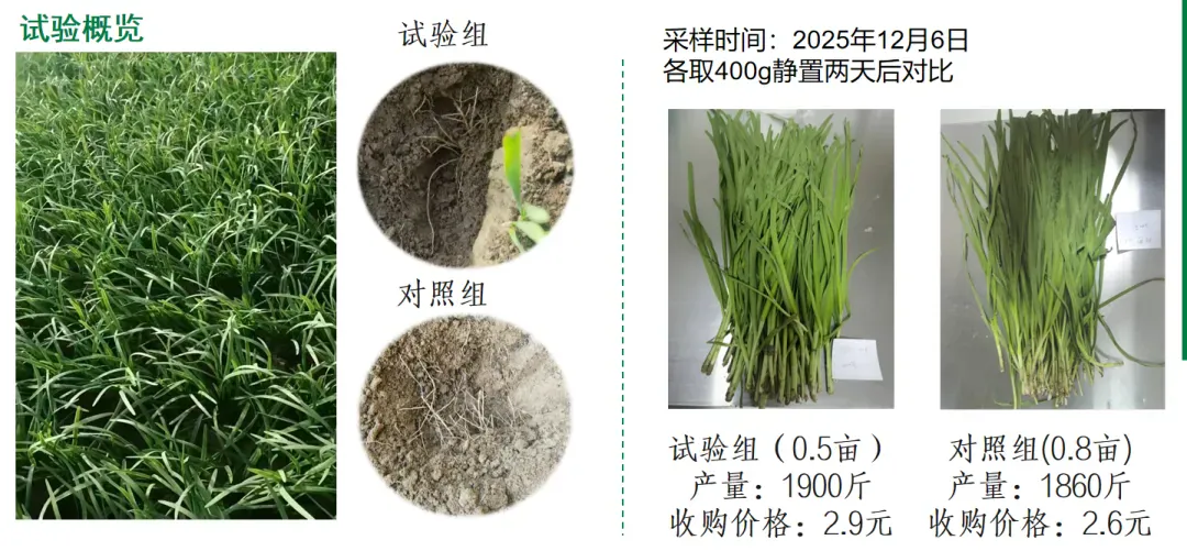 攀宝案例 | 提高韭菜产量与质量,攀宝生物创新技术助力农业增效