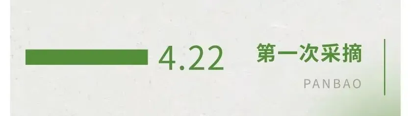 良渠梢豆角试验：小品种里藏着的农业科技大文章