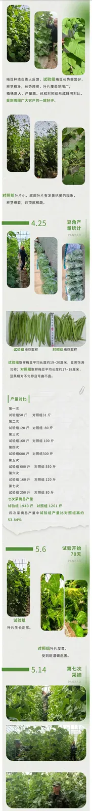 良渠梢豆角试验：小品种里藏着的农业科技大文章