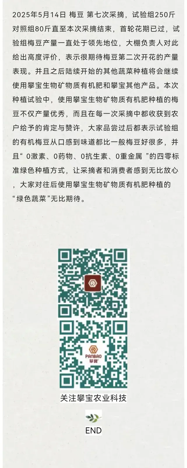 良渠梢豆角试验：小品种里藏着的农业科技大文章
