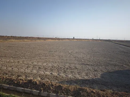 宁夏攀宝沸石生物科技有限公司前进农场水稻种植试验