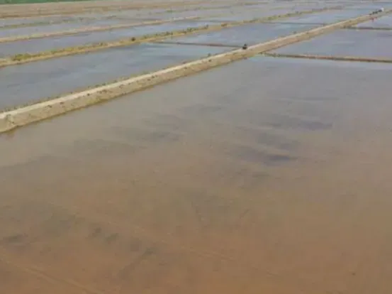 宁夏攀宝沸石生物科技有限公司前进农场水稻种植试验