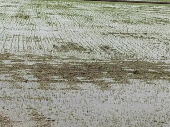 宁夏攀宝沸石生物科技有限公司前进农场水稻种植试验