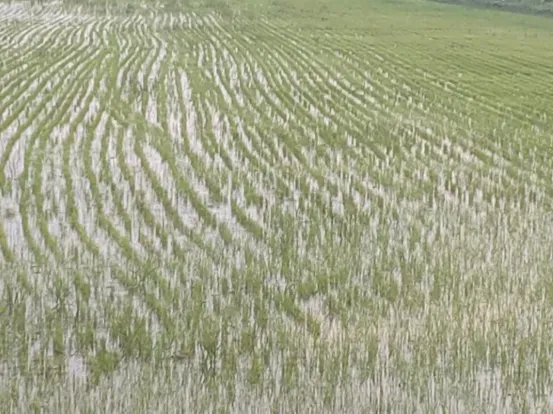 宁夏攀宝沸石生物科技有限公司前进农场水稻种植试验