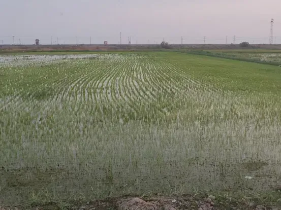 宁夏攀宝沸石生物科技有限公司前进农场水稻种植试验