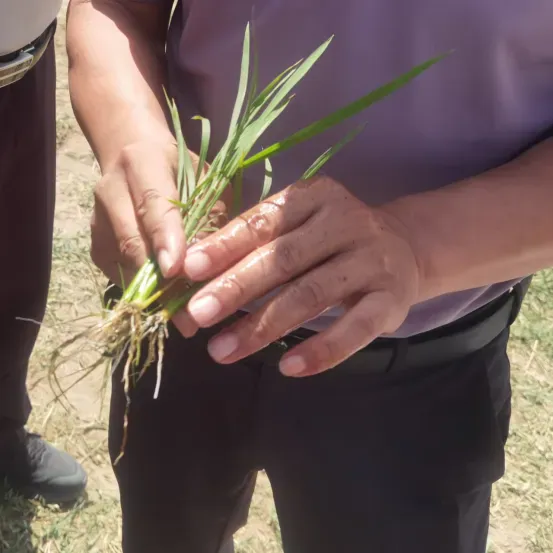 宁夏攀宝沸石生物科技有限公司前进农场水稻种植试验