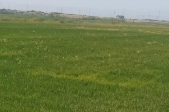 宁夏攀宝沸石生物科技有限公司前进农场水稻种植试验