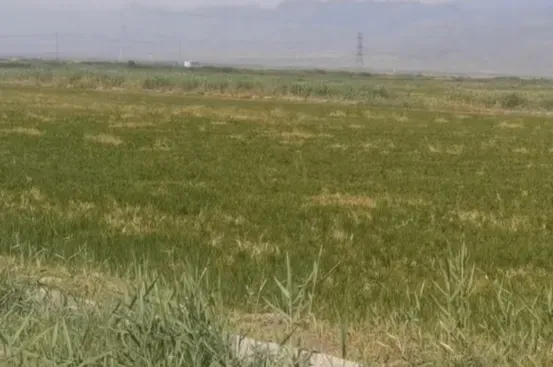 宁夏攀宝沸石生物科技有限公司前进农场水稻种植试验