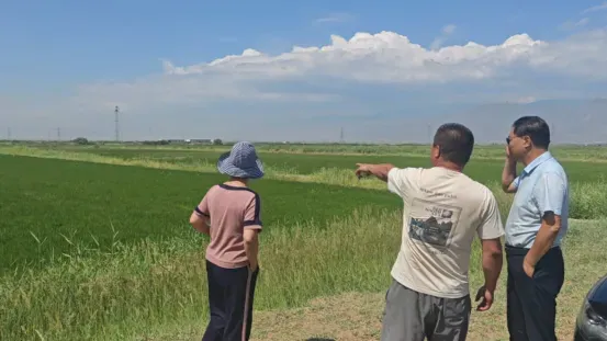 宁夏攀宝沸石生物科技有限公司前进农场水稻种植试验