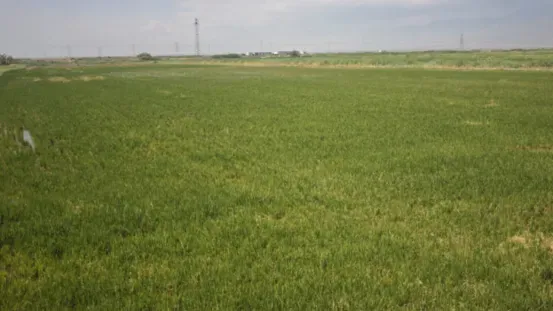 宁夏攀宝沸石生物科技有限公司前进农场水稻种植试验