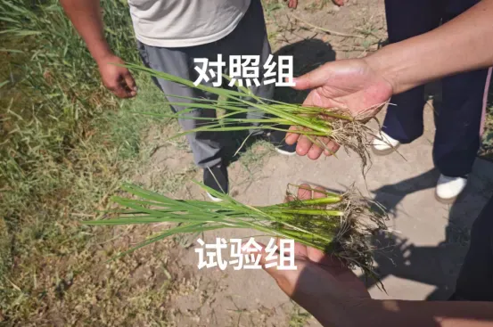 宁夏攀宝沸石生物科技有限公司前进农场水稻种植试验