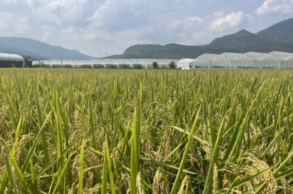 攀宝动态 | 攀宝生物科技以“科技+运营”重构乡村产业新生态