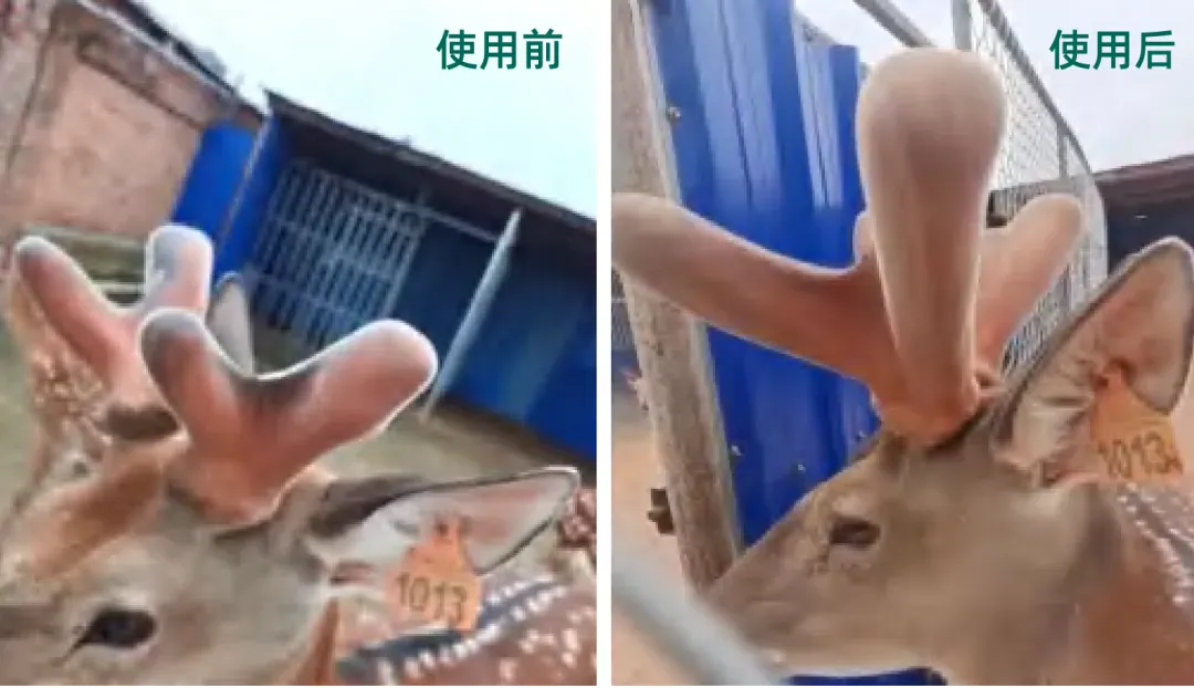 不靠抗生素也能养得稳——我们把“大地之力”用到了养殖场里
