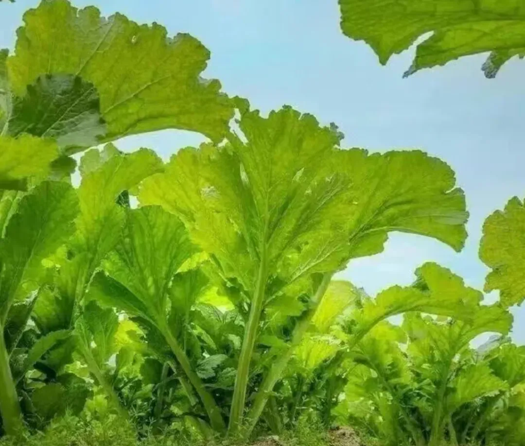 攀宝动态 | 一场悄无声息的土壤革命——攀宝生物科技,从源头守护你的餐桌安全