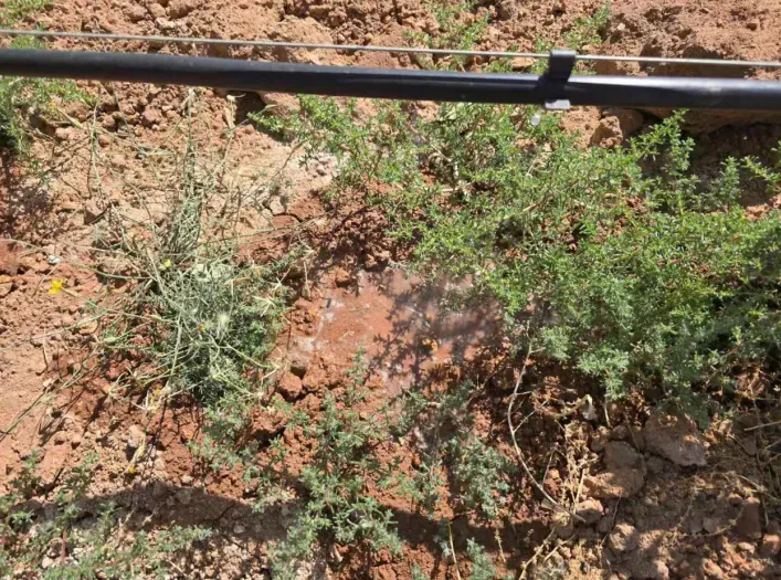 攀宝案例 | 盐碱地也能种出好葡萄?攀宝技术助力贺兰山东麓西拉葡萄园“逆势复活”!