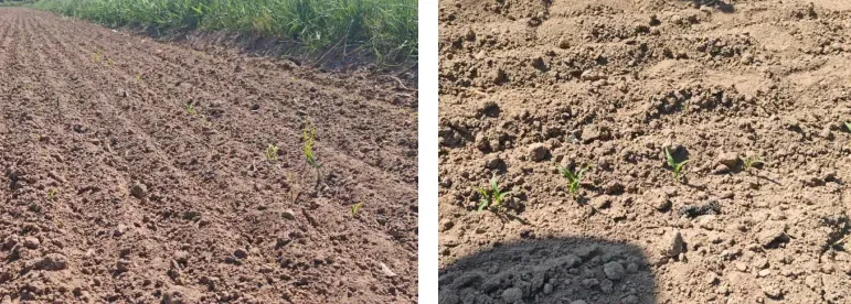 攀宝案例 | pH≥9.2的盐碱地,竟然种出整齐高粱?宁夏120亩试验给出结果