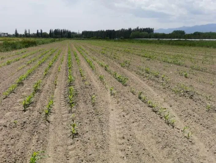 攀宝案例 | pH≥9.2的盐碱地,竟然种出整齐高粱?宁夏120亩试验给出结果