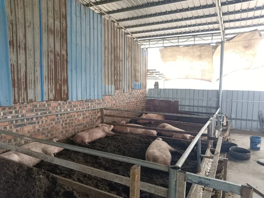 攀宝案例 | 广西百色攀宝农业科技有限公司秸秆发酵床养猪实践取得阶段性成效