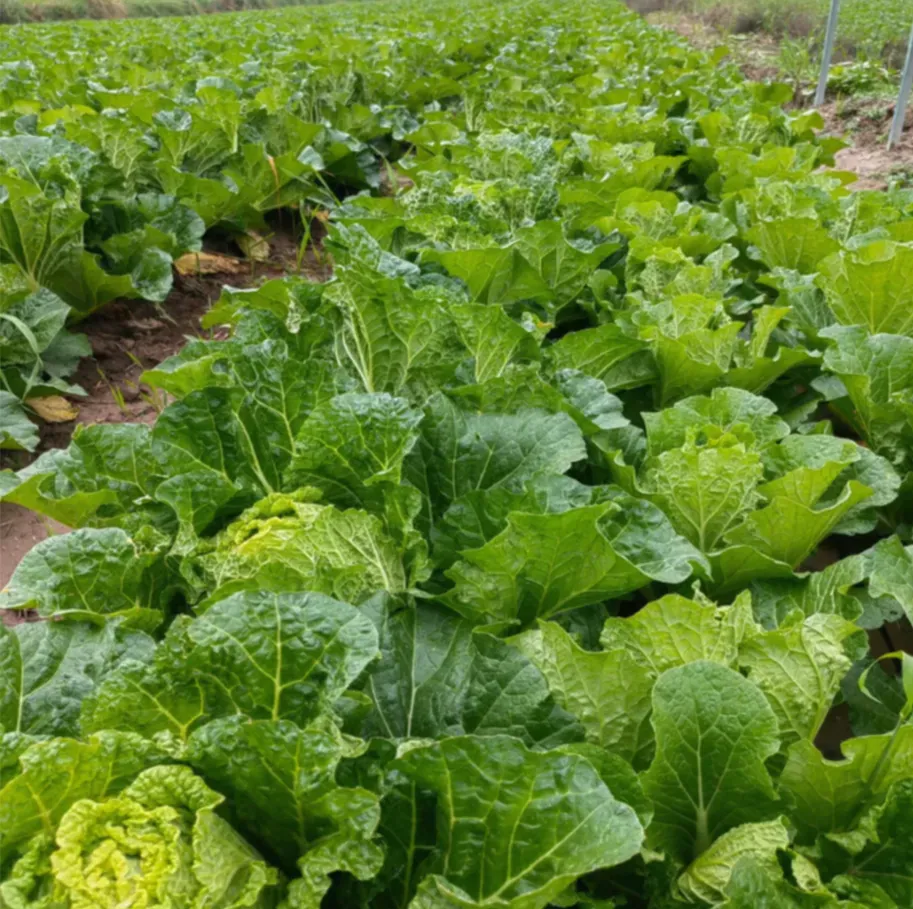 案例追踪——攀宝生物沸石有机肥,助力宁夏白菜高产提质