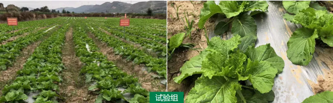 案例追踪——攀宝生物沸石有机肥,助力宁夏白菜高产提质