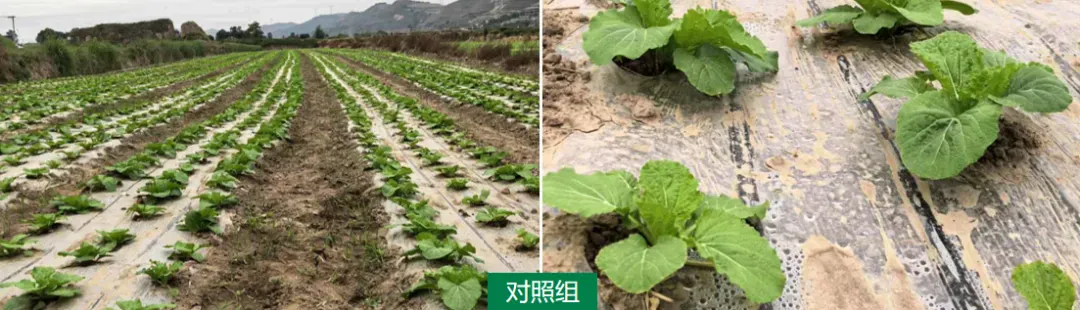 案例追踪——攀宝生物沸石有机肥,助力宁夏白菜高产提质