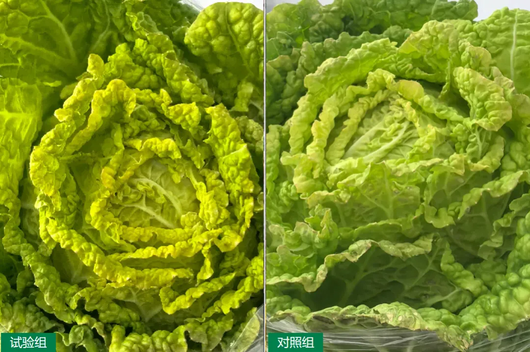 案例追踪——攀宝生物沸石有机肥,助力宁夏白菜高产提质