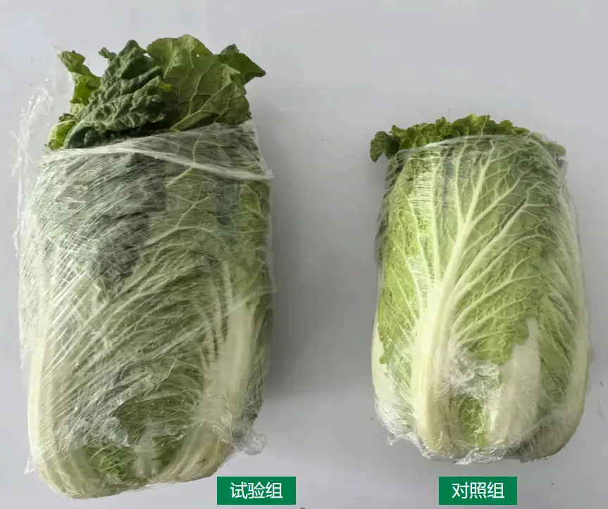 案例追踪——攀宝生物沸石有机肥,助力宁夏白菜高产提质